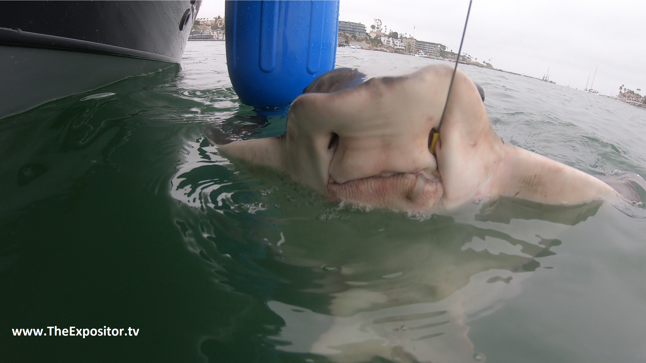 Stingrays