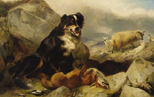 sheepdog